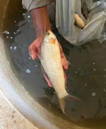 Fish Hatchery Division